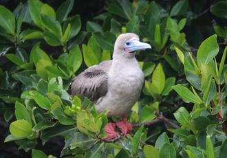 Red-footed Booby